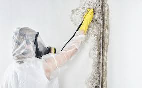 Trusted Bristol, CT Mold Removal Services Experts